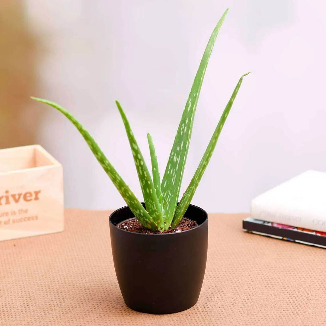 Top 10 Highest Oxygen Producing Indoor Plants