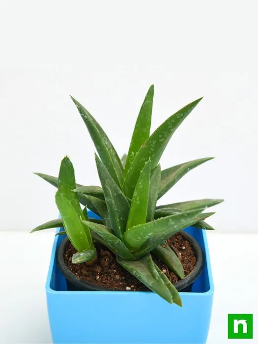 Aloe Vera – Long-Lasting Medicinal Indoor Plant