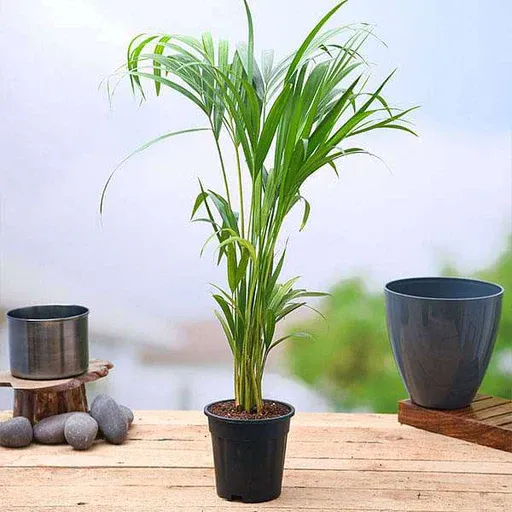 Top 10 Highest Oxygen Producing Indoor Plants
