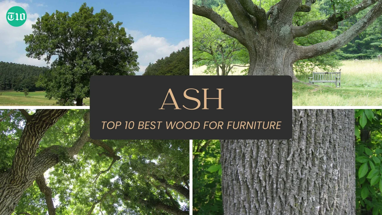 Top 10 Best Wood for Furniture » Best 5 Picks Ash are Top 10 Best Wood for Furniture