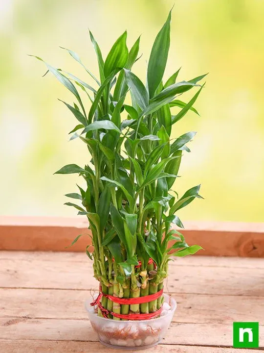 Top 10 Highest Oxygen Producing Indoor Plants