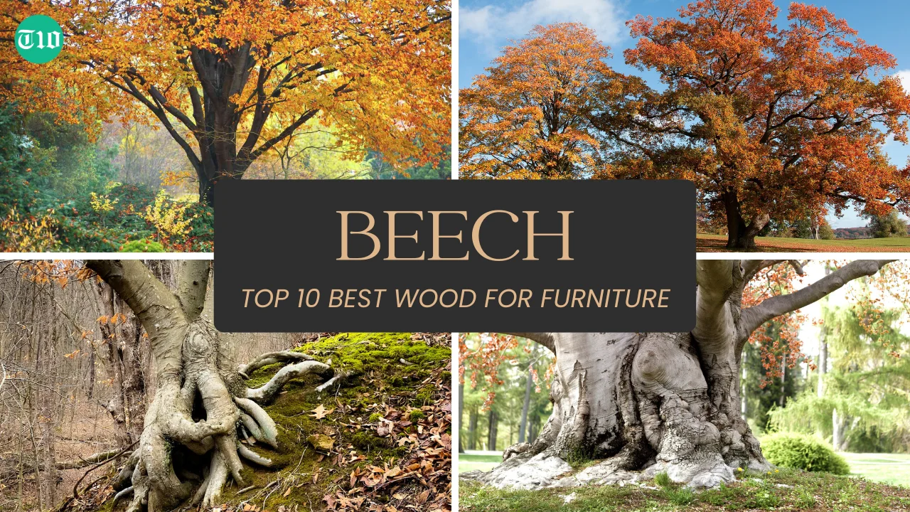 Top 10 Best Wood for Furniture » Best 5 Picks Beech are Top 10 Best Wood for Furniture