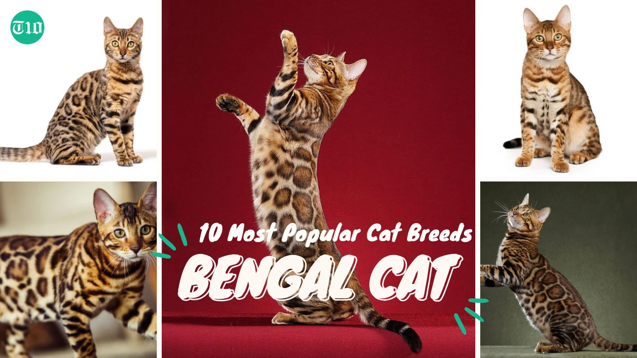Top 10 Most Popular Cat Breeds in the World » Best 5 Picks Bengal Cat are Top 10 Most Popular Cat Breeds in the World