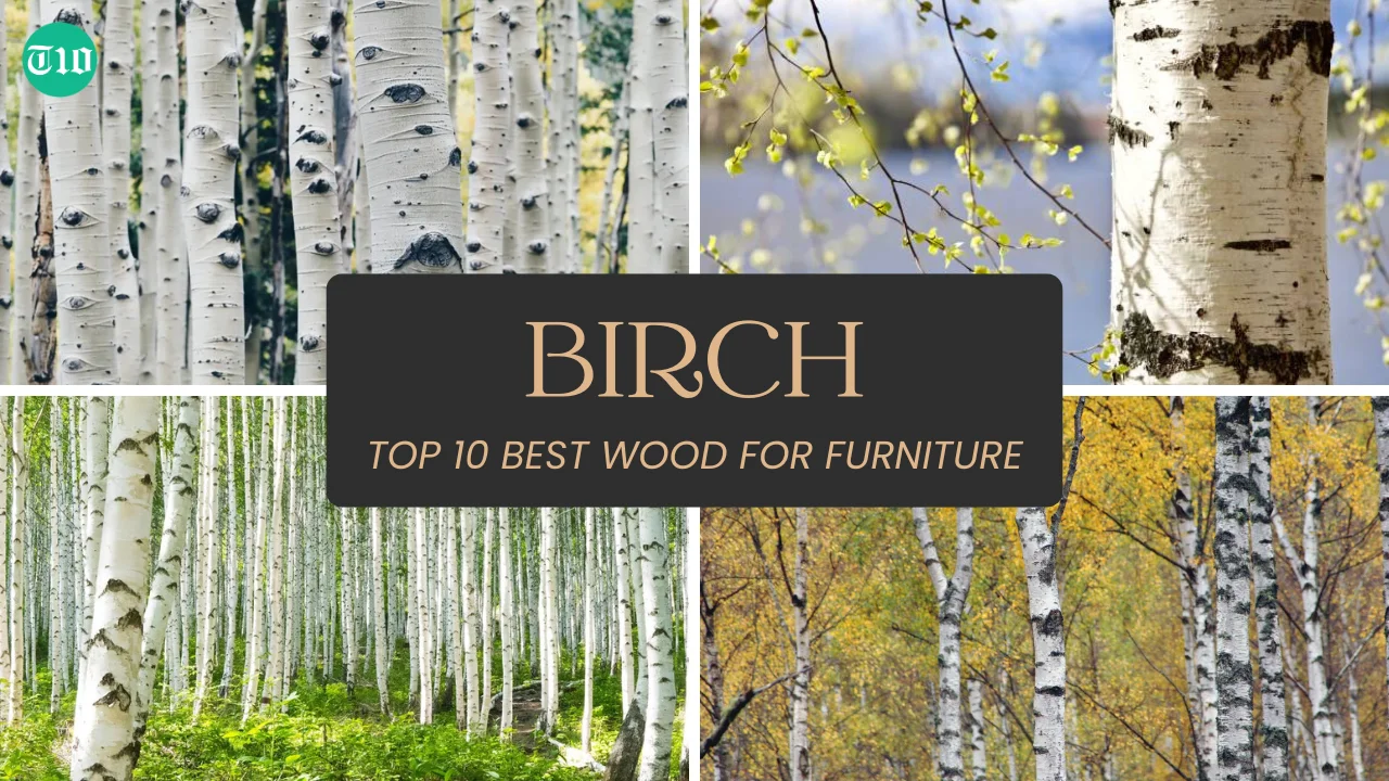 Top 10 Best Wood for Furniture » Best 5 Picks Birch are Top 10 Best Wood for Furniture