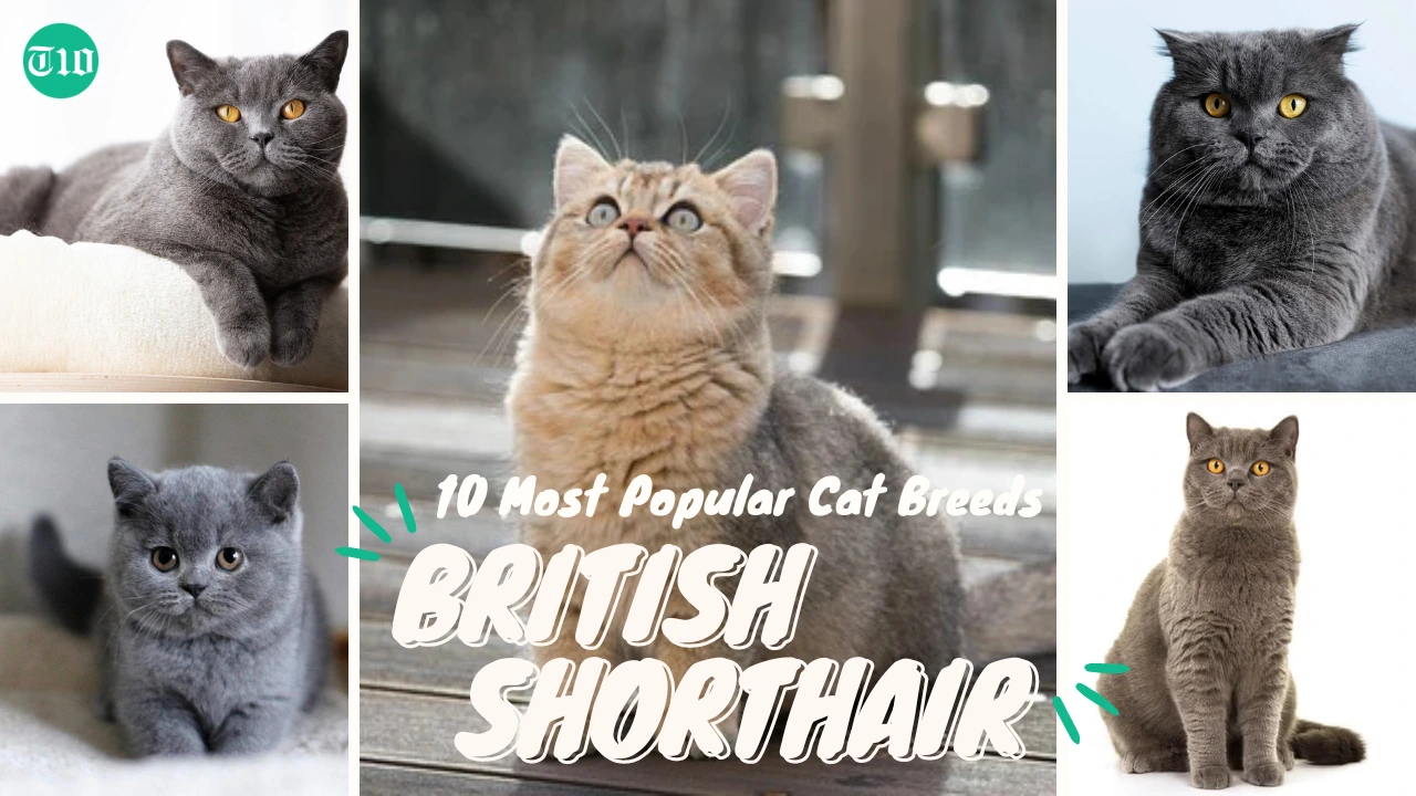 Top 10 Most Popular Cat Breeds in the World » Best 5 Picks British Shorthair are Top 10 Most Popular Cat Breeds in the World