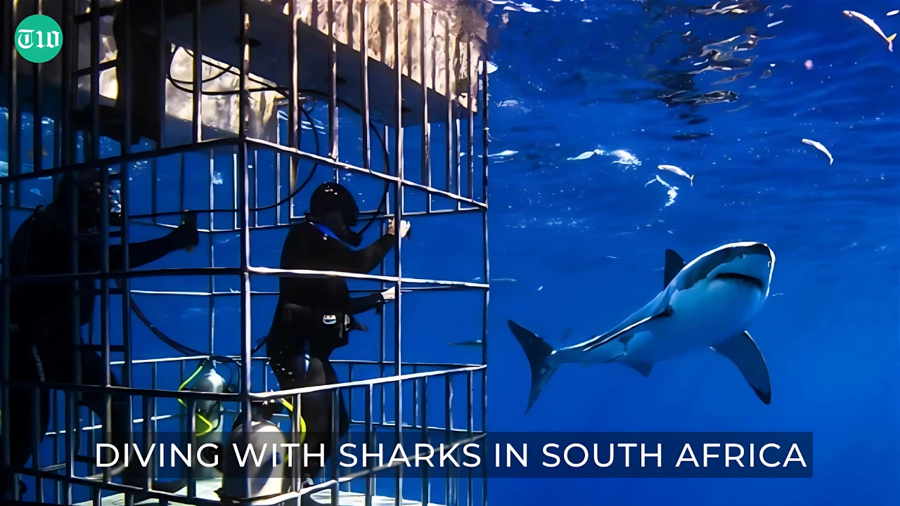 Top 10 Experiences in the World » Best 5 Picks Diving with Sharks in South Africa - Top 10 Experiences in the World