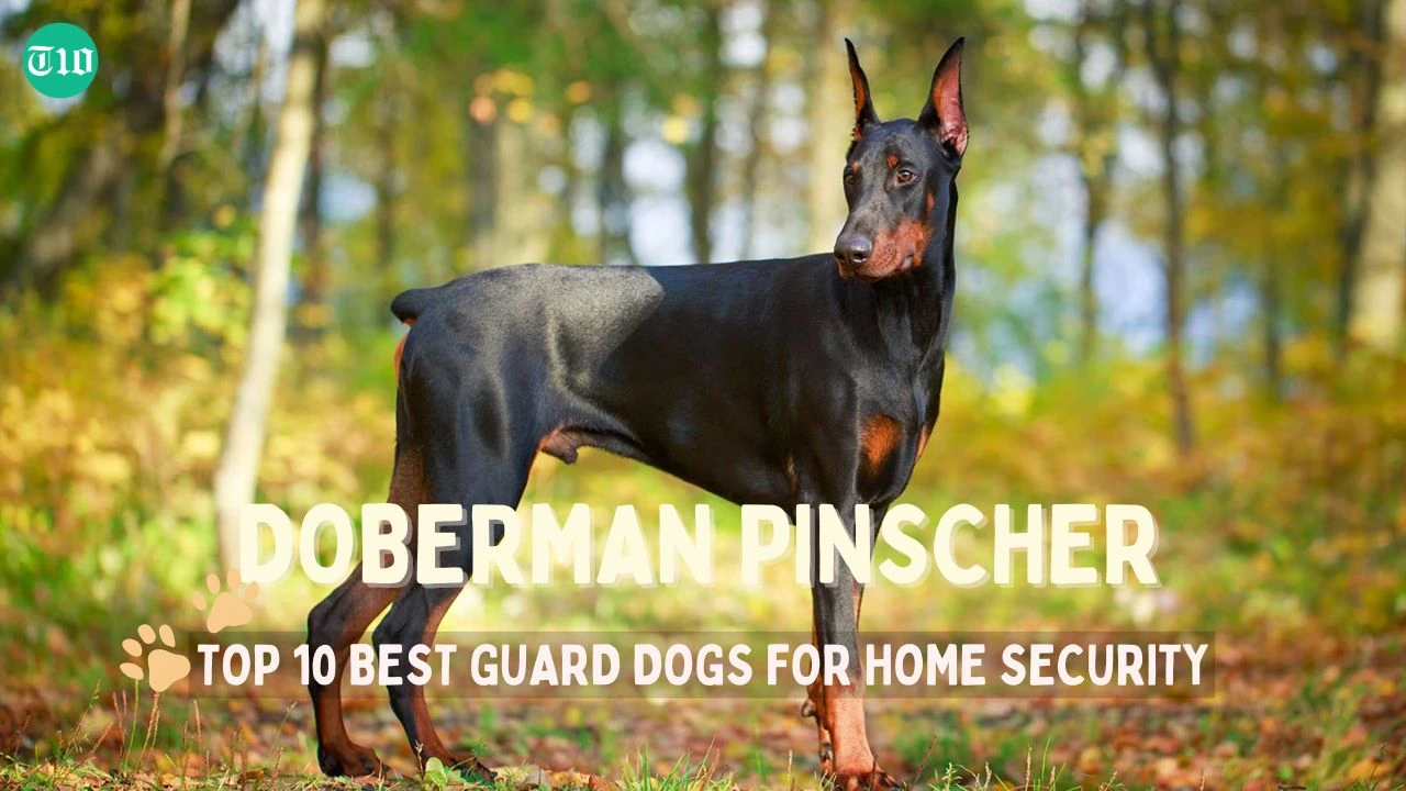 Top 10 Best Guard Dogs for Home Security » Best 5 Picks Doberman Pinscher are the top 10 best guard dogs for home security