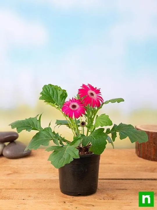 Top 10 Highest Oxygen Producing Indoor Plants