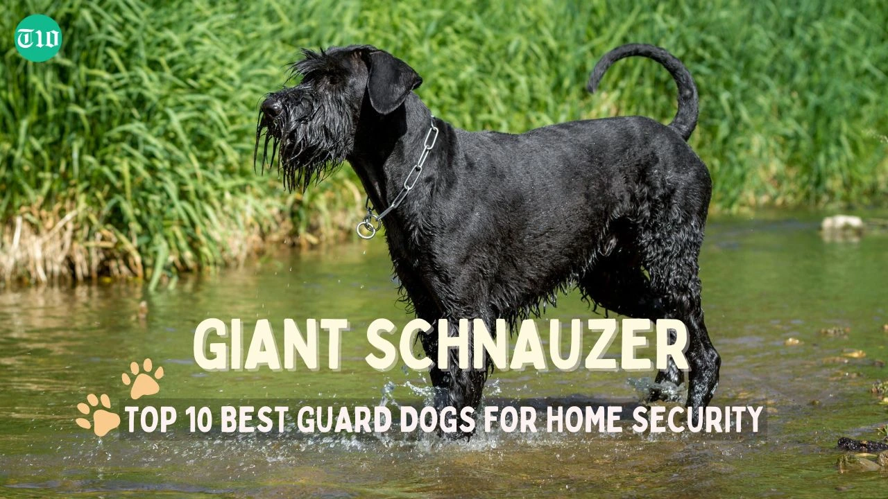 Top 10 Best Guard Dogs for Home Security » Best 5 Picks Giant Schnauzer are the top 10 best guard dogs for home security
