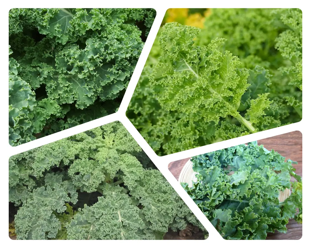 Top 5 Superfoods to Boost Metabolism » Best 5 Picks Kale - Top 5 Superfoods to Boost Metabolism