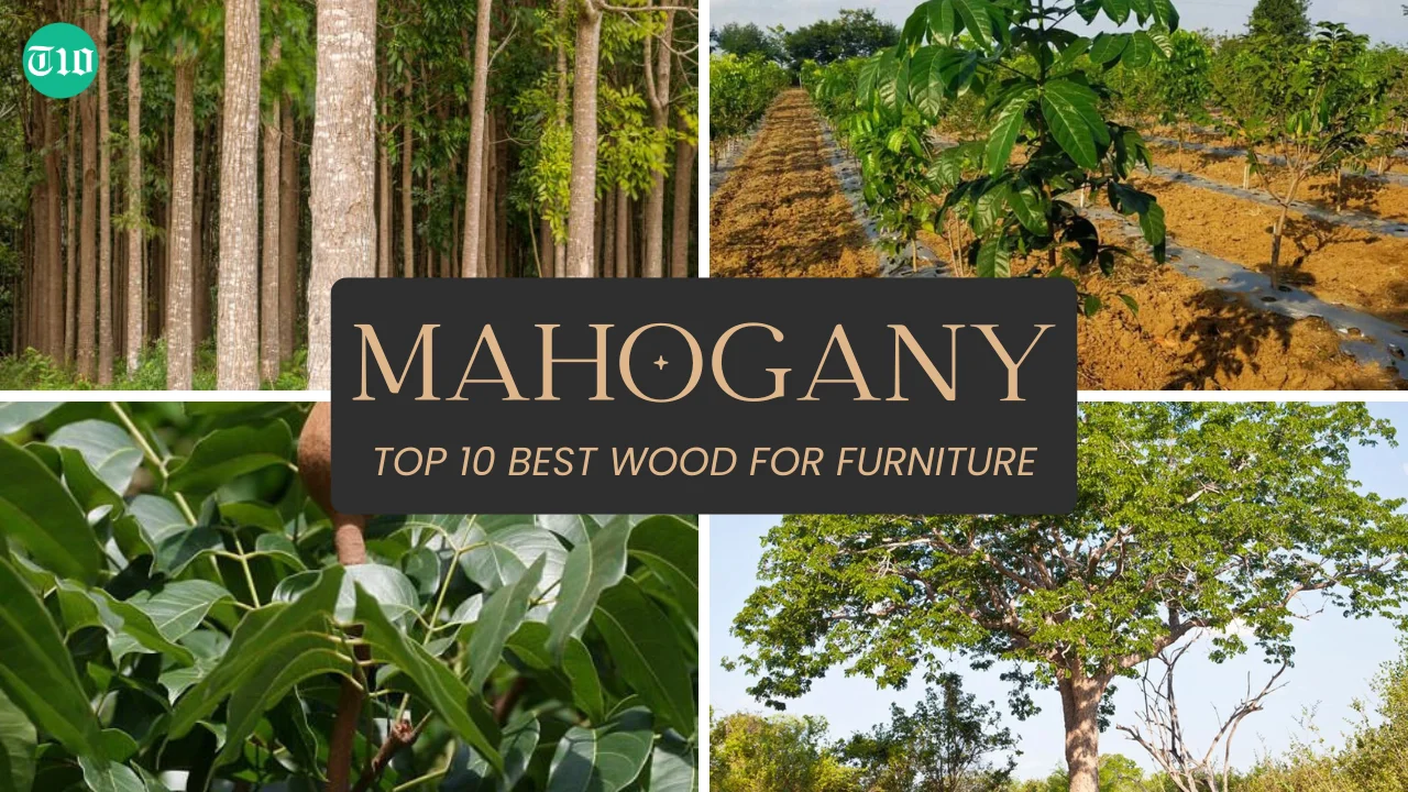 Top 10 Best Wood for Furniture » Best 5 Picks Mahogany are Top 10 Best Wood for Furniture