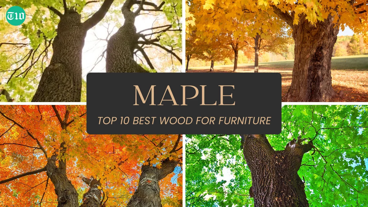 Top 10 Best Wood for Furniture » Best 5 Picks Maple are Top 10 Best Wood for Furniture