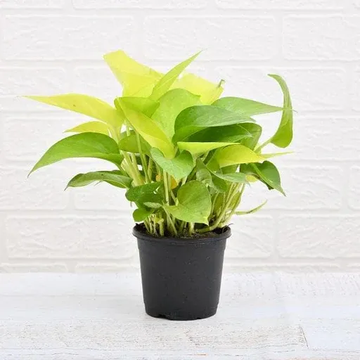 Top 10 Highest Oxygen Producing Indoor Plants