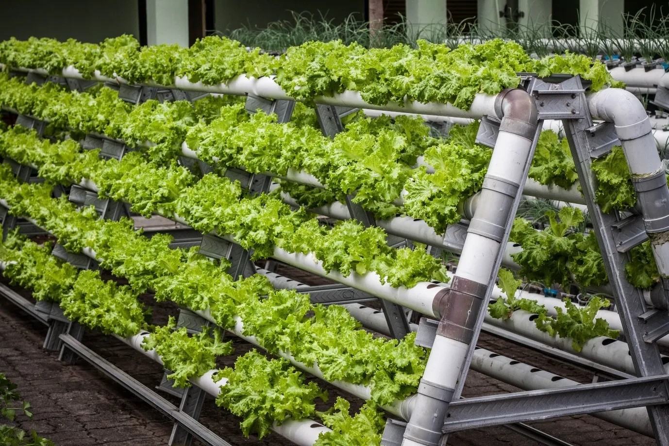 5 Profitable Eco-Friendly Niches with Low Competition in 2025 » Best 5 Picks Organic Urban Farming Kits