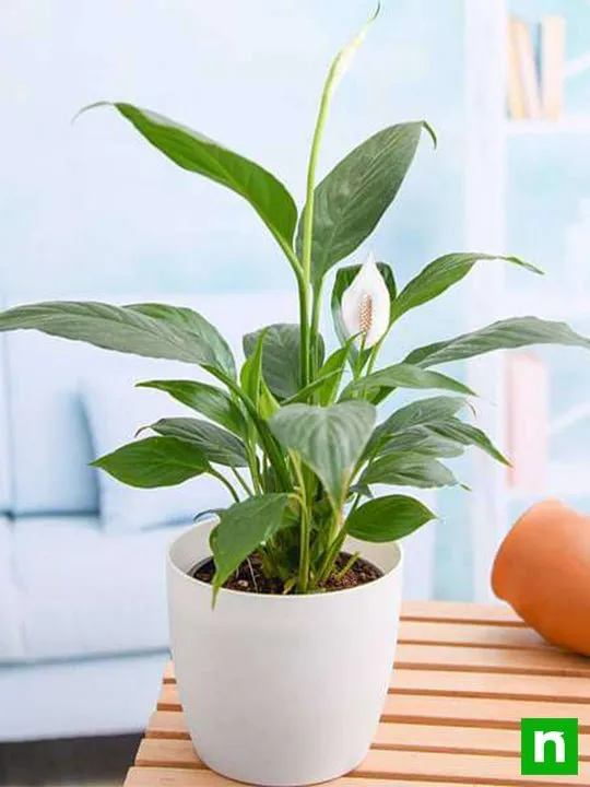 Peace Lily (Spathiphyllum) – Long-Lasting Indoor Flowering Plant