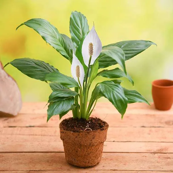 Top 10 Highest Oxygen Producing Indoor Plants