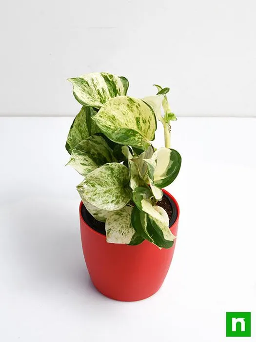Pothos (Epipremnum aureum) – Evergreen Indoor Plant