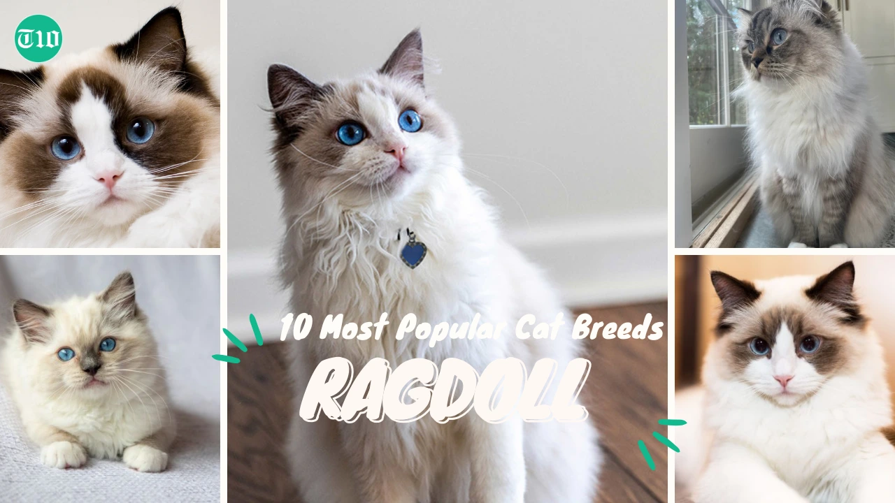 Top 10 Most Popular Cat Breeds in the World » Best 5 Picks Ragdoll Cat are Top 10 Most Popular Cat Breeds in the World
