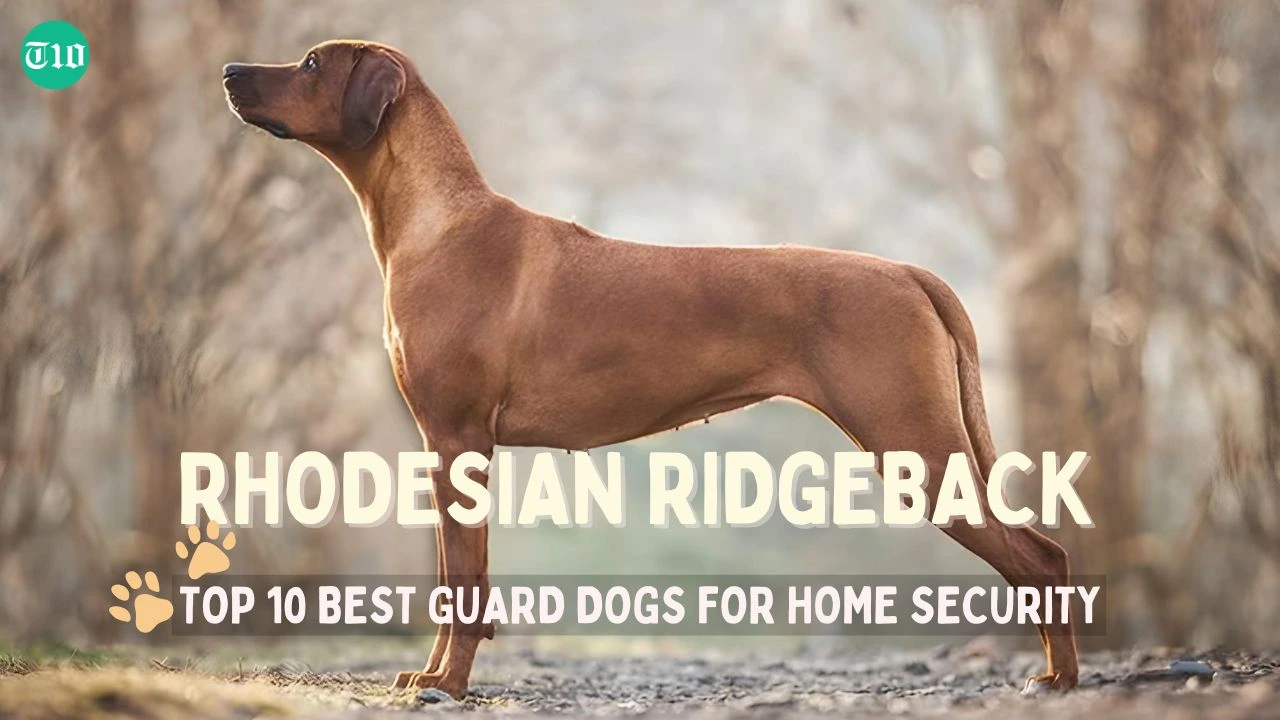 Top 10 Best Guard Dogs for Home Security » Best 5 Picks Rhodesian Ridgeback are the top 10 best guard dogs for home security