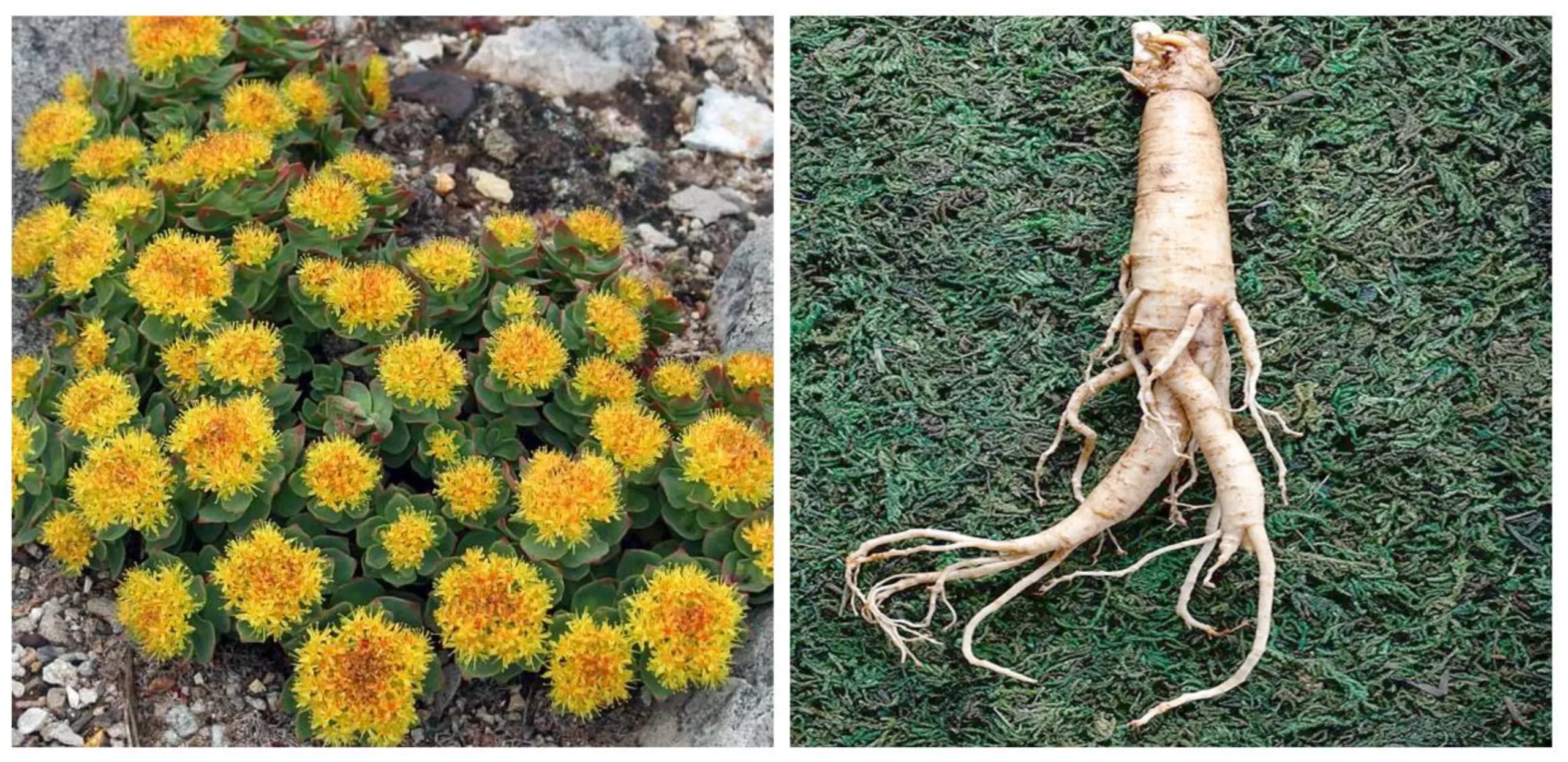 5 Natural Supplements Experts Recommend for Reducing Travel Stress » Best 5 Picks Rhodiola Rosea for Energy and Stress Balance