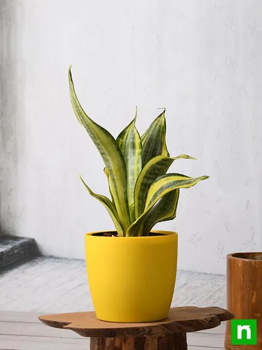 Snake Plant (Sansevieria) – Long-Lasting Indoor Plant