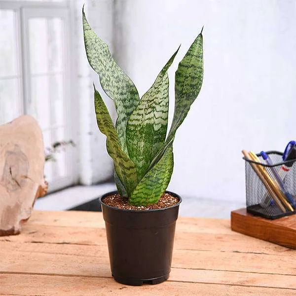 Top 10 Highest Oxygen Producing Indoor Plants