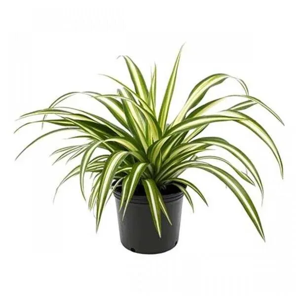 Top 10 Highest Oxygen Producing Indoor Plants