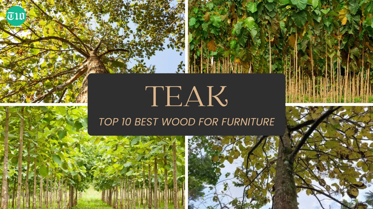 Top 10 Best Wood for Furniture » Best 5 Picks Teak are Top 10 Best Wood for Furniture