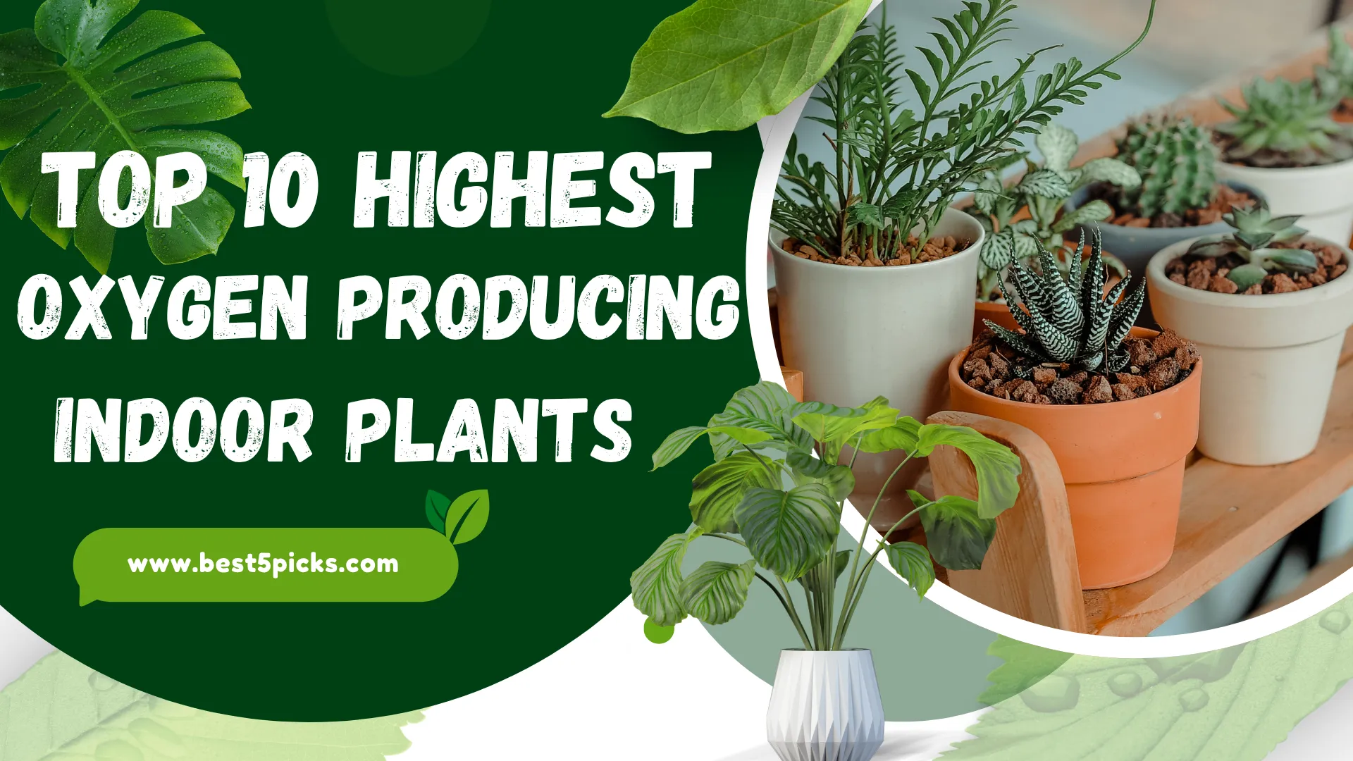 Top 10 Highest Oxygen Producing Indoor Plants