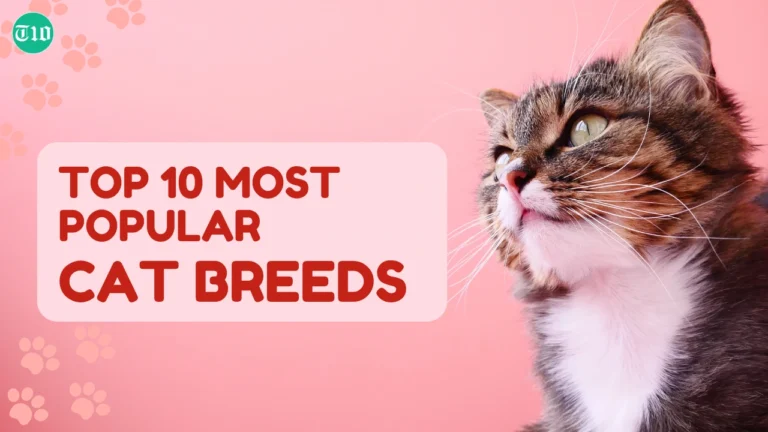 Top 10 Most Popular Cat Breeds in the World