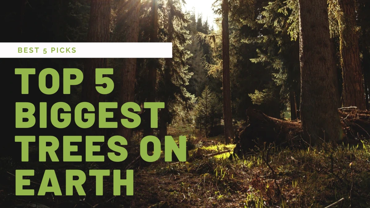 Top 5 Biggest Trees on Earth