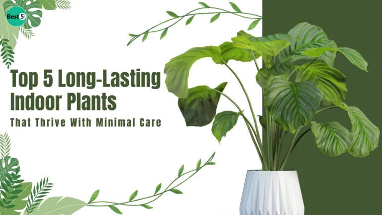Top 5 Long-Lasting Indoor Plants That Thrive With Minimal Care