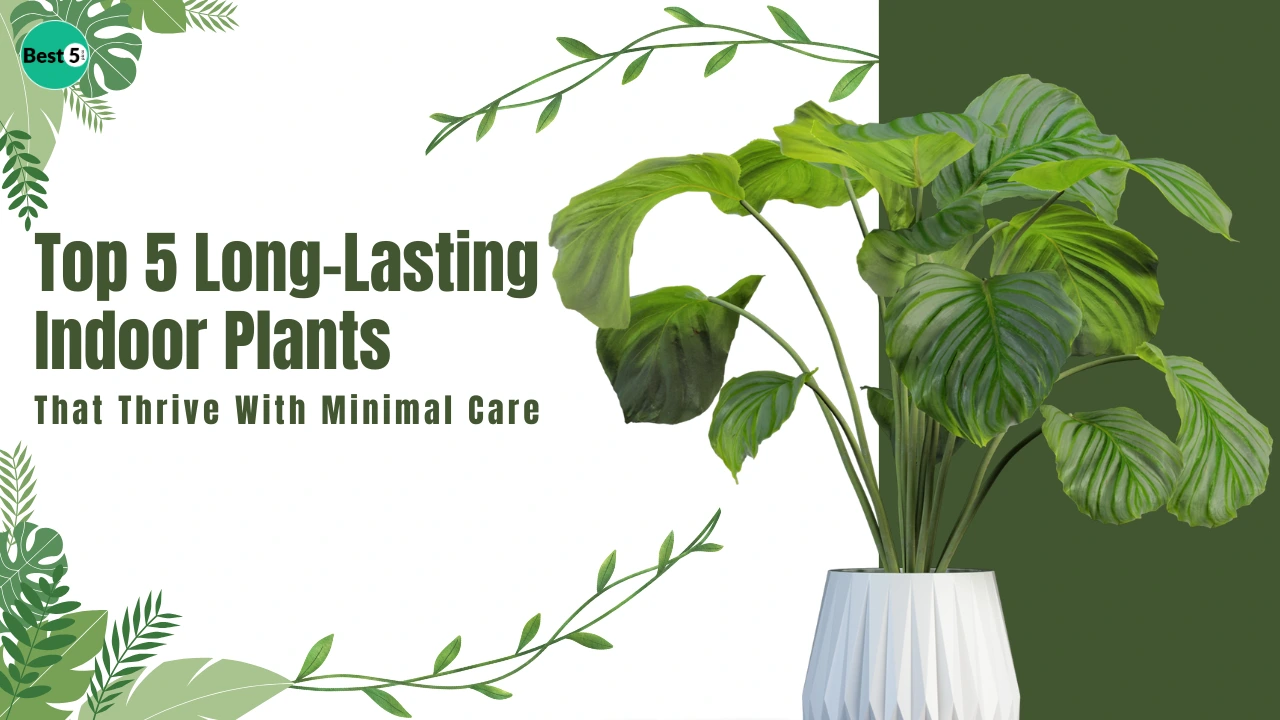 Top 5 Long-Lasting Indoor Plants That Thrive With Minimal Care