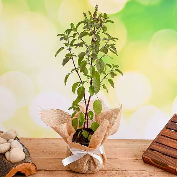Top 10 Highest Oxygen Producing Indoor Plants