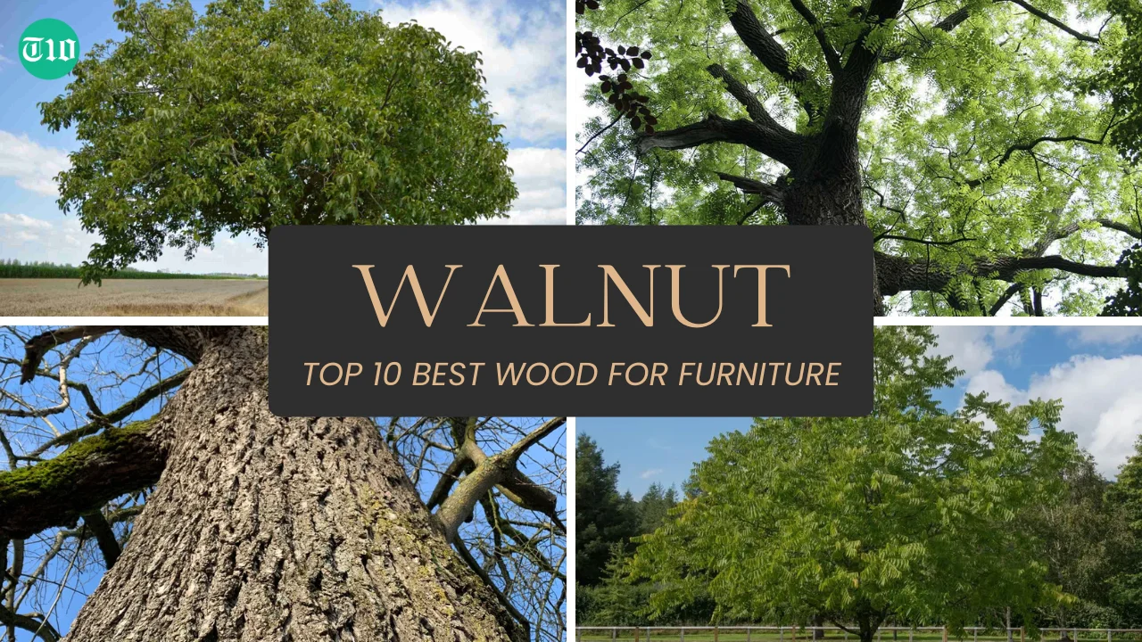Top 10 Best Wood for Furniture » Best 5 Picks Walnut are Top 10 Best Wood for Furniture