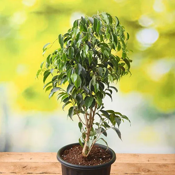 Top 10 Highest Oxygen Producing Indoor Plants