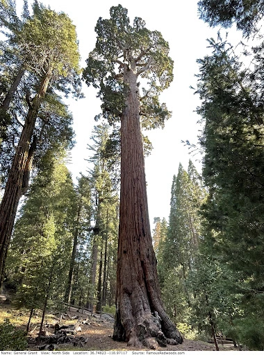 Top 5 Biggest Trees on Earth | Largest Trees by Volume » Best 5 Picks General Grant Tree - Top 5 Biggest Trees on Earth