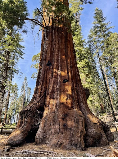 Top 5 Biggest Trees on Earth | Largest Trees by Volume » Best 5 Picks Lincoln Tree - Top 5 Biggest Trees on Earth