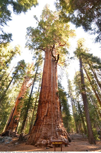 Top 5 Biggest Trees on Earth | Largest Trees by Volume » Best 5 Picks President Tree - Top 5 Biggest Trees on Earth