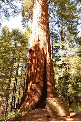 Top 5 Biggest Trees on Earth | Largest Trees by Volume » Best 5 Picks Stagg Tree - Top 5 Biggest Trees on Earth