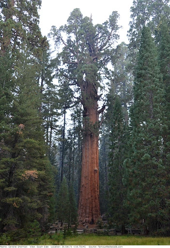 Top 5 Biggest Trees on Earth | Largest Trees by Volume » Best 5 Picks General Sherman - Top 5 Biggest Trees on Earth